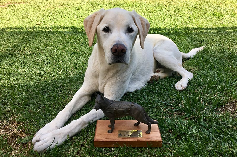 a dog laying in the grass with a trophy in front of it