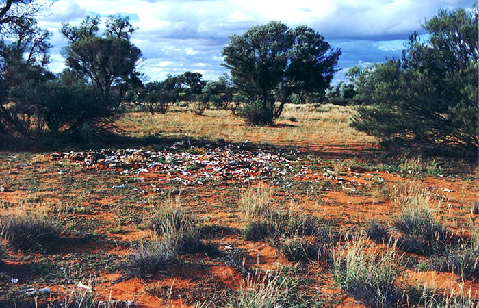 Multiple carcases of sheep on the ground in the bush