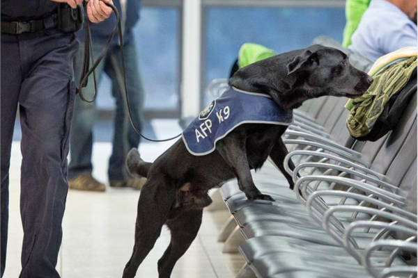 Drug detection dog at daring airport