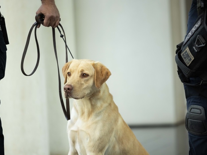 A yellow labrador AFP canine sits between two officers