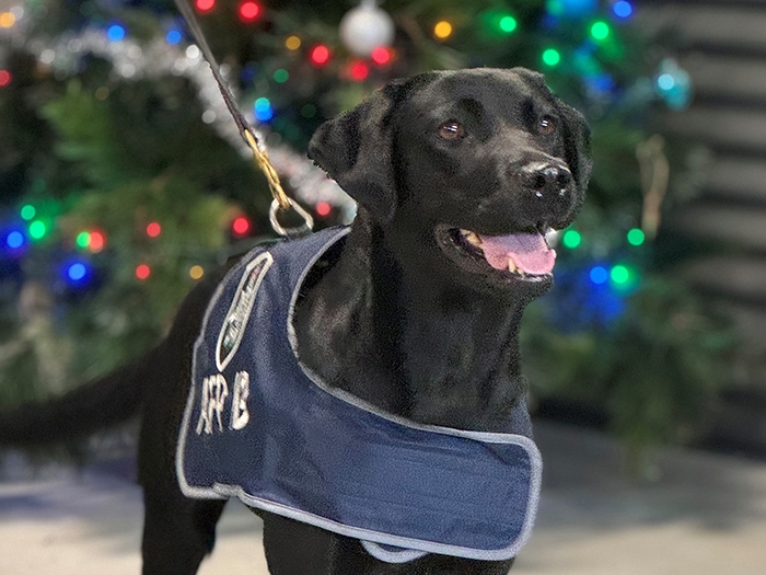 A black dog wearing an AFP vest with a christmas tree in the background