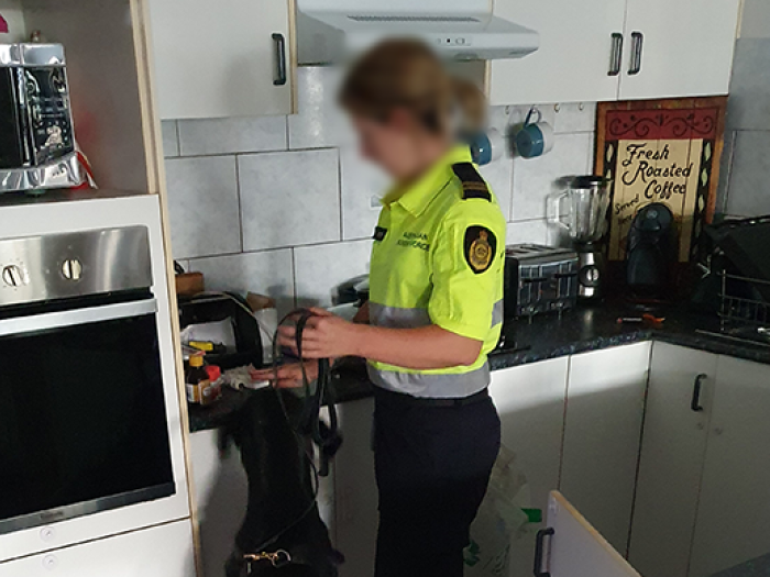 Detection dog and handler searching kitchen 
