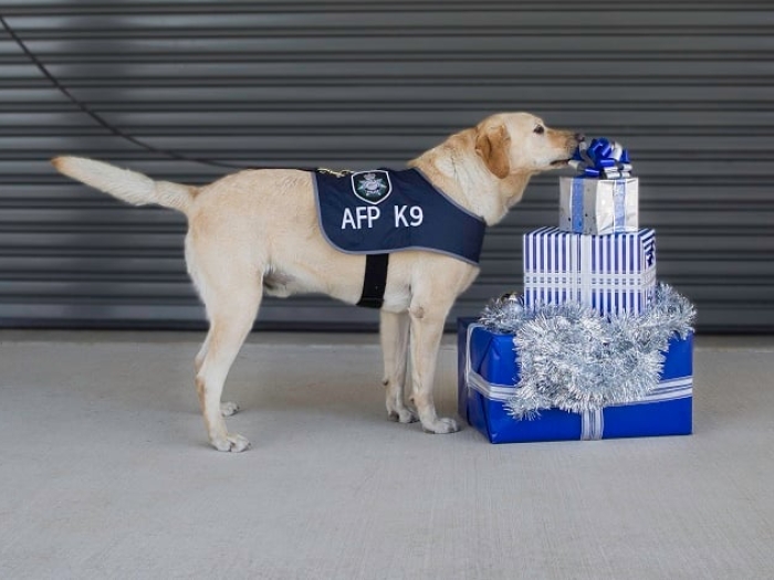 AFP K9 sniffs a stack of christmas presents