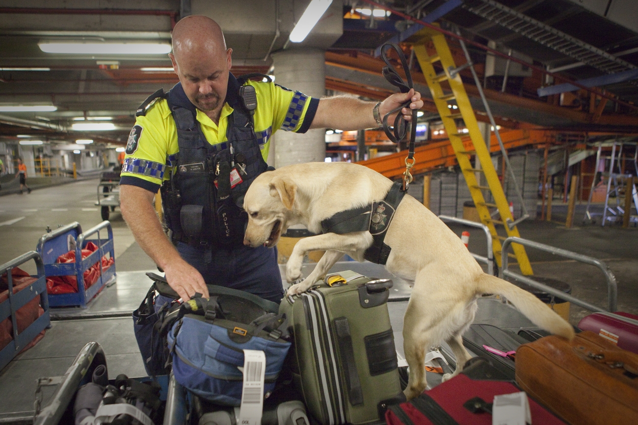 AFP officer with canine checking luggage at an airport