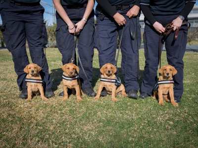 AFP canine puppies in training.