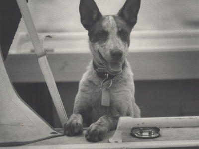 Lake Burley Griffin ACT - Water Police Red Heeler, 'Dusty', guards the section equipment with great enthusiasm when the crew is absent (AFPM5404)