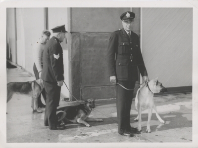 Sergeant Clive Alcock, member of the ACT based Dog Training Squad, Peace Officer Guard holding the leash of a German Shepherd. Circa 1950 (AFPM6112)