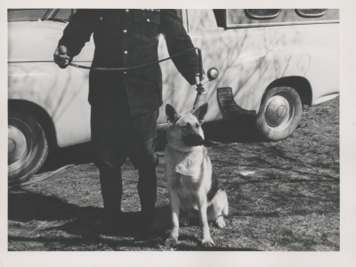 Jill, a German Shepherd working with the Peace Officer Guard. Circa 1950 (AFPM61117)