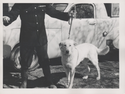 Wolf, a Labrador working with the Police Officer guard. Circa 1950 (AFPM6119)